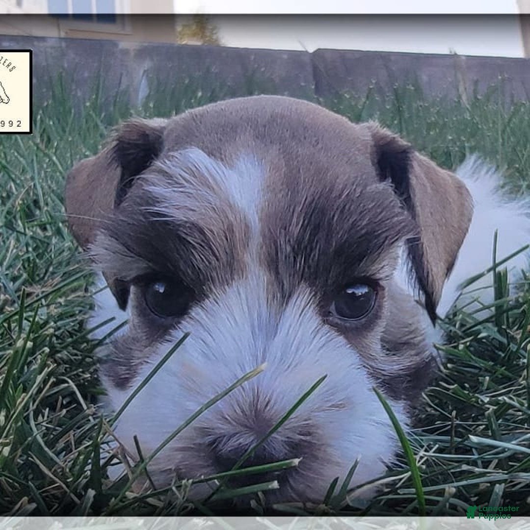 Miniature Schnauzer dogs for sale: Otis - Image 5