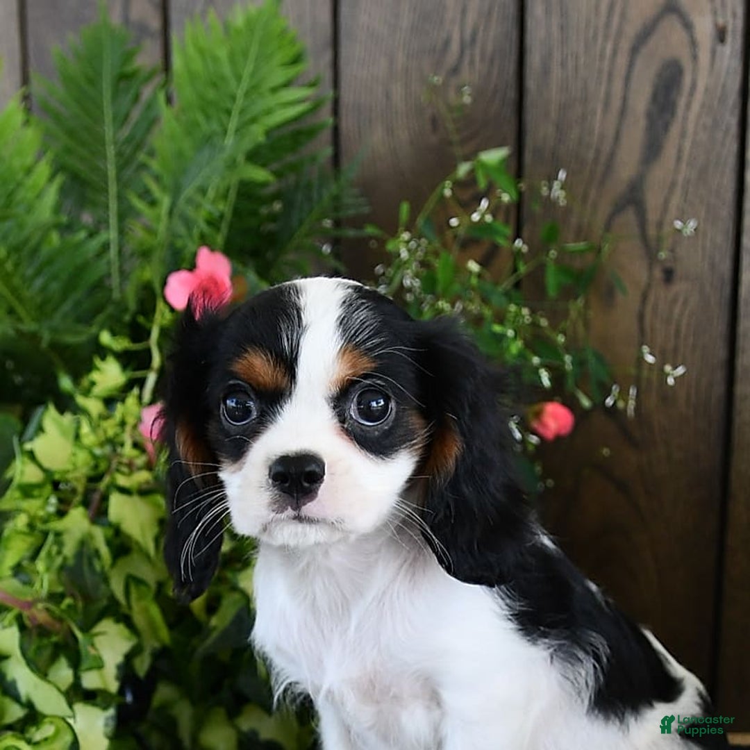 Cavalier King Charles Spaniel dogs for sale: Jace - Image 3
