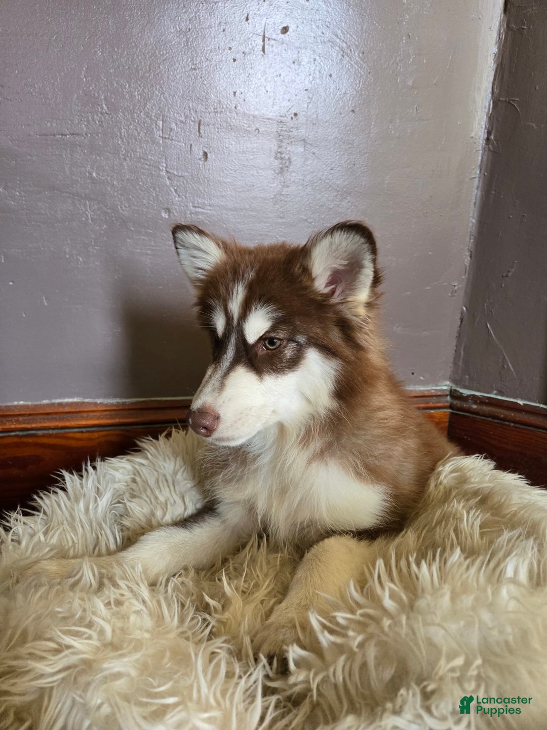 Pomsky dogs for sale: Jr - Image 1