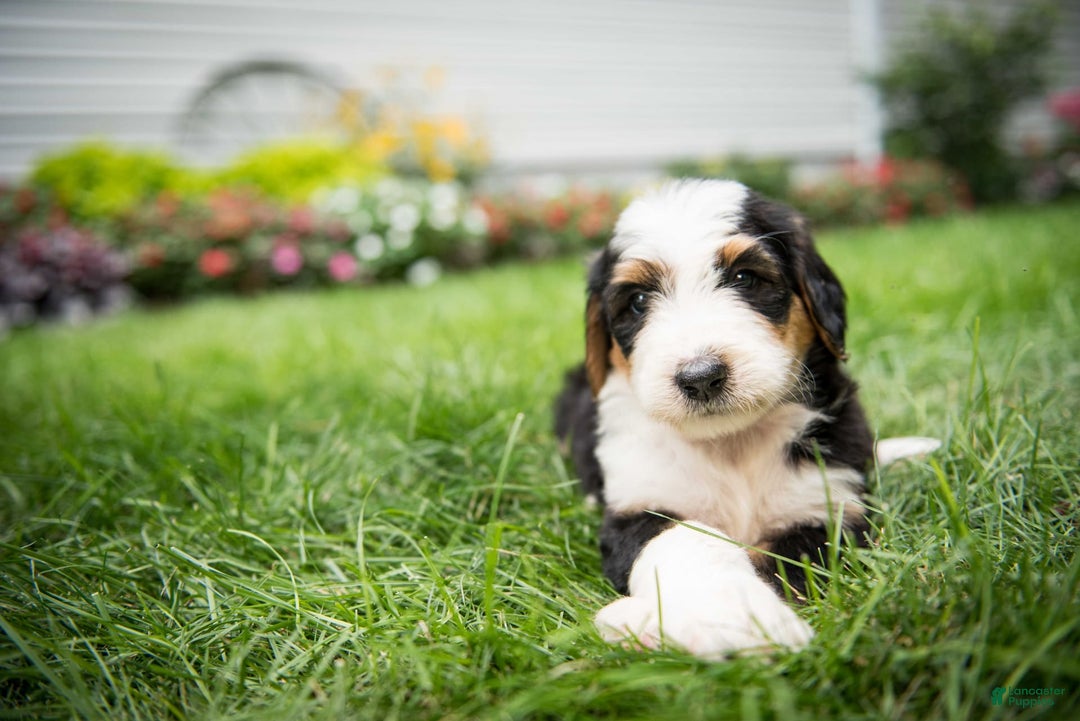Bernedoodle dogs for sale: Bessie - Image 13