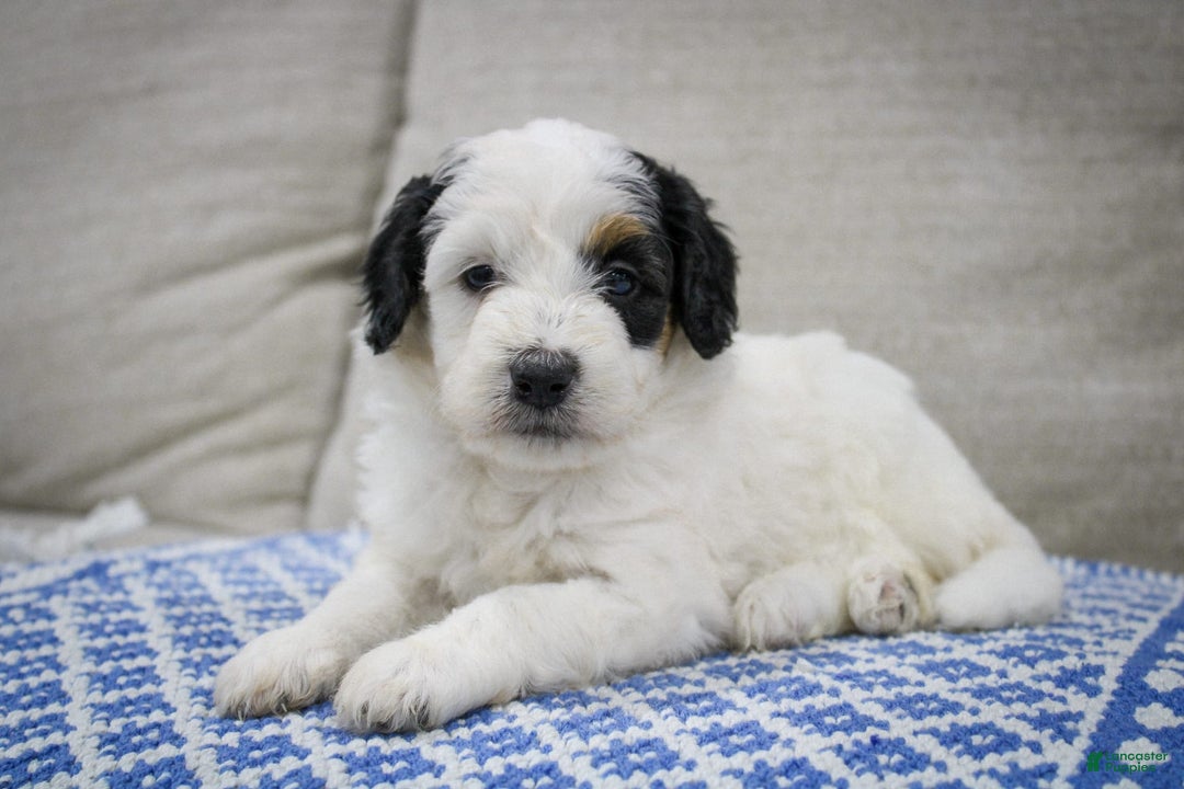 Mini Bernedoodle dogs for sale: Lennon - Image 15