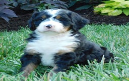 Mini Bernedoodle dogs for sale: Oliver - Image 6