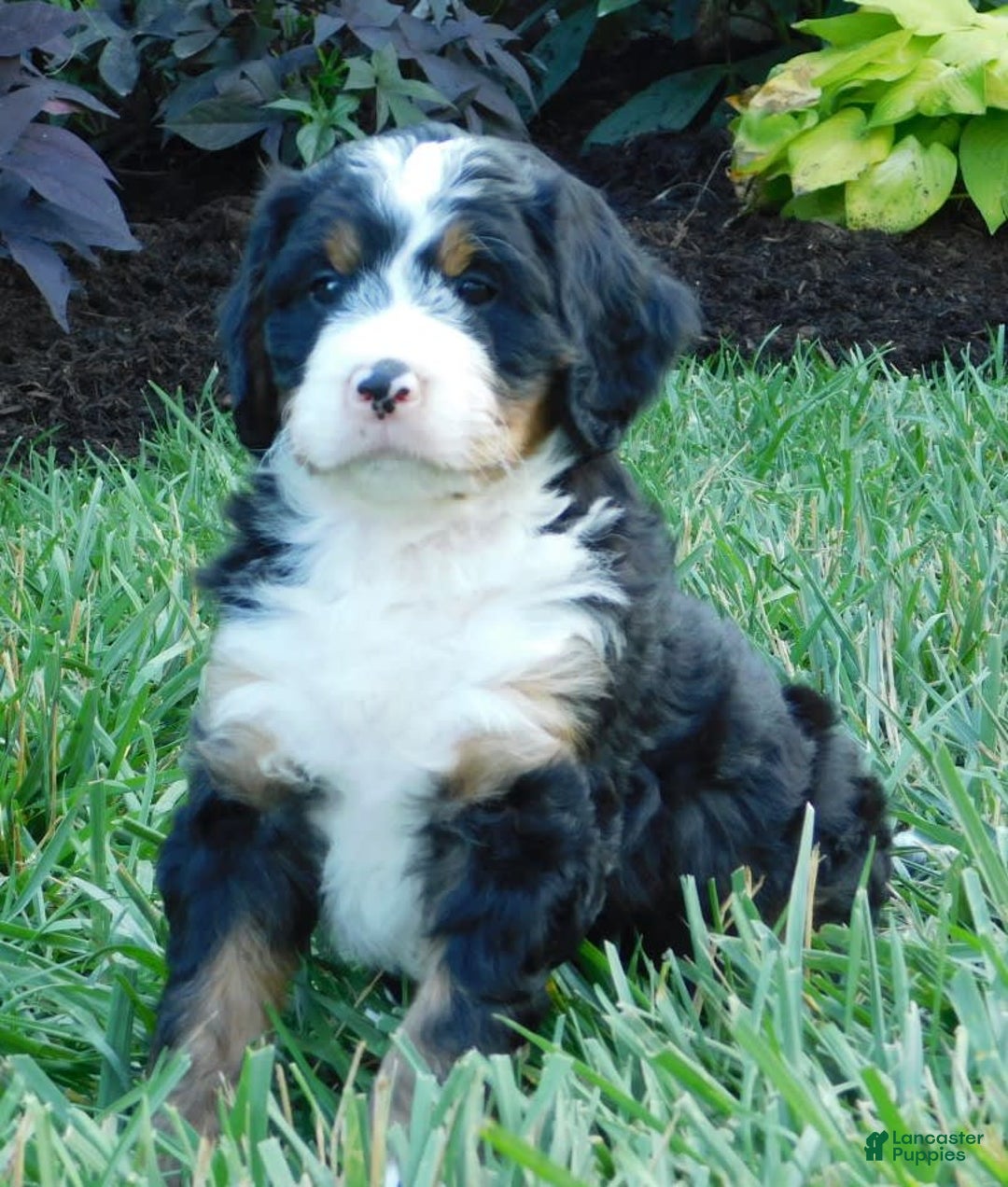 Mini Bernedoodle dogs for sale: Oliver - Image 6