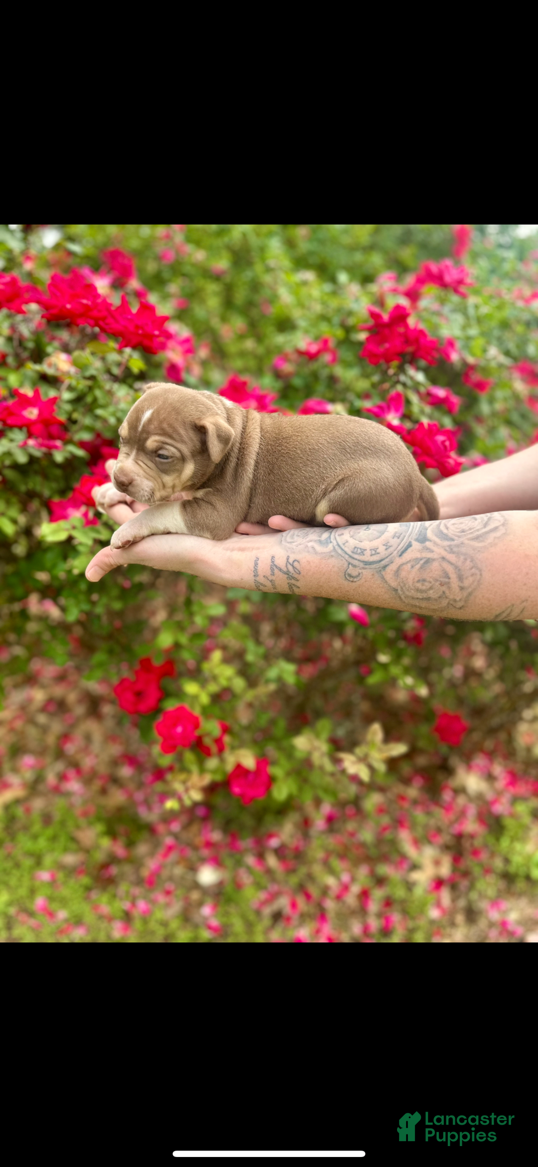American Bully dogs for sale: Ms Daisy - Image 1