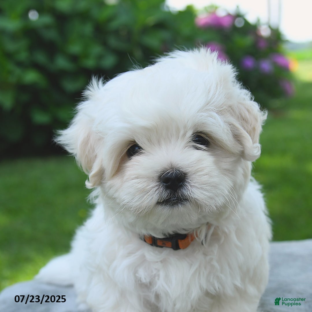 Maltese dogs for sale: Lenny - Image 5
