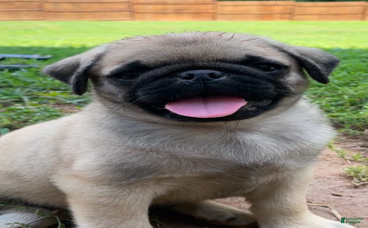 Pug dogs for sale - Ad 1