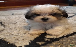 Maltipoo dogs for sale: Sweet Pea - Image 3