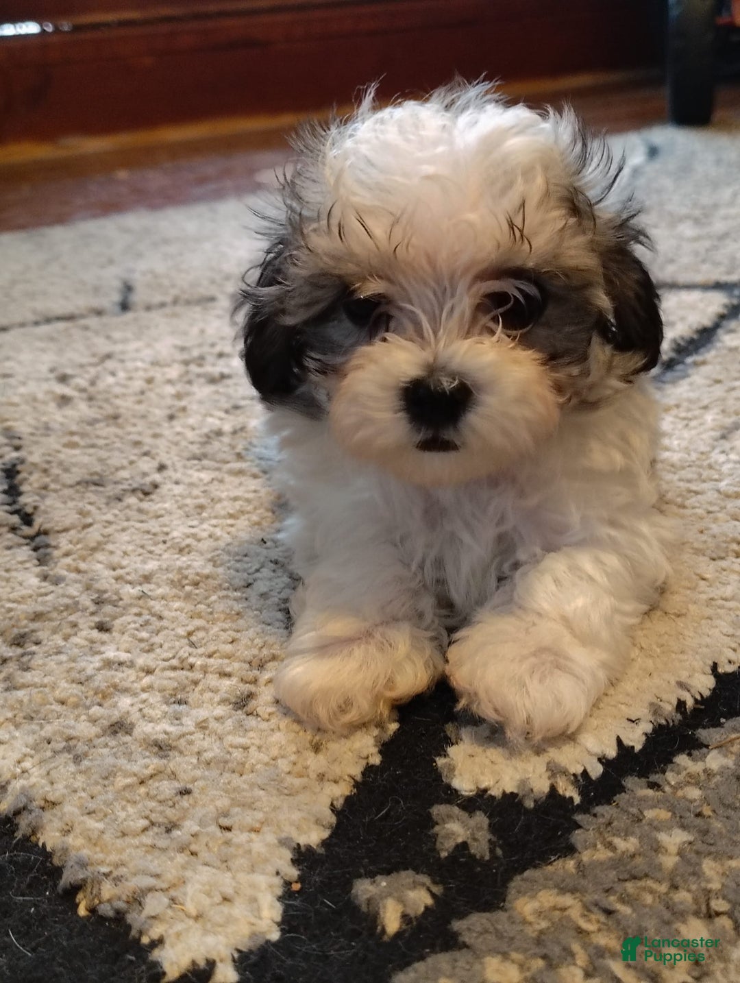 Maltipoo dogs for sale: Sweet Pea - Image 3