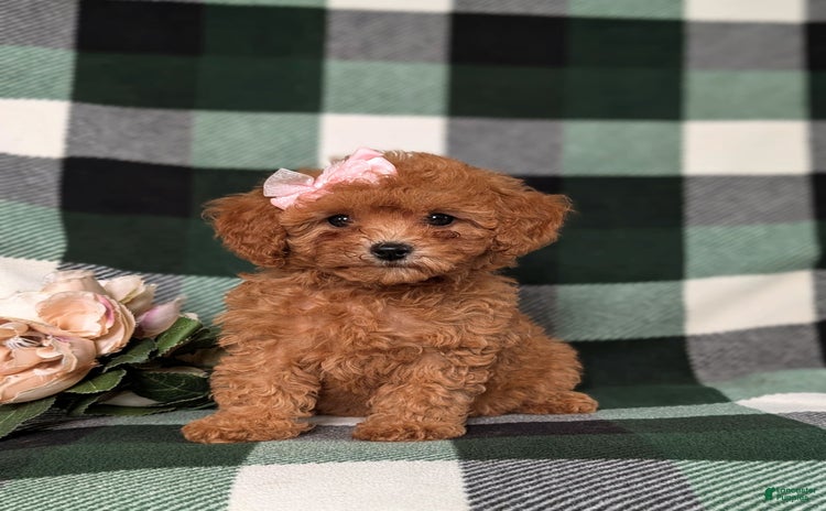 Cavapoo dogs for sale - Ad 5