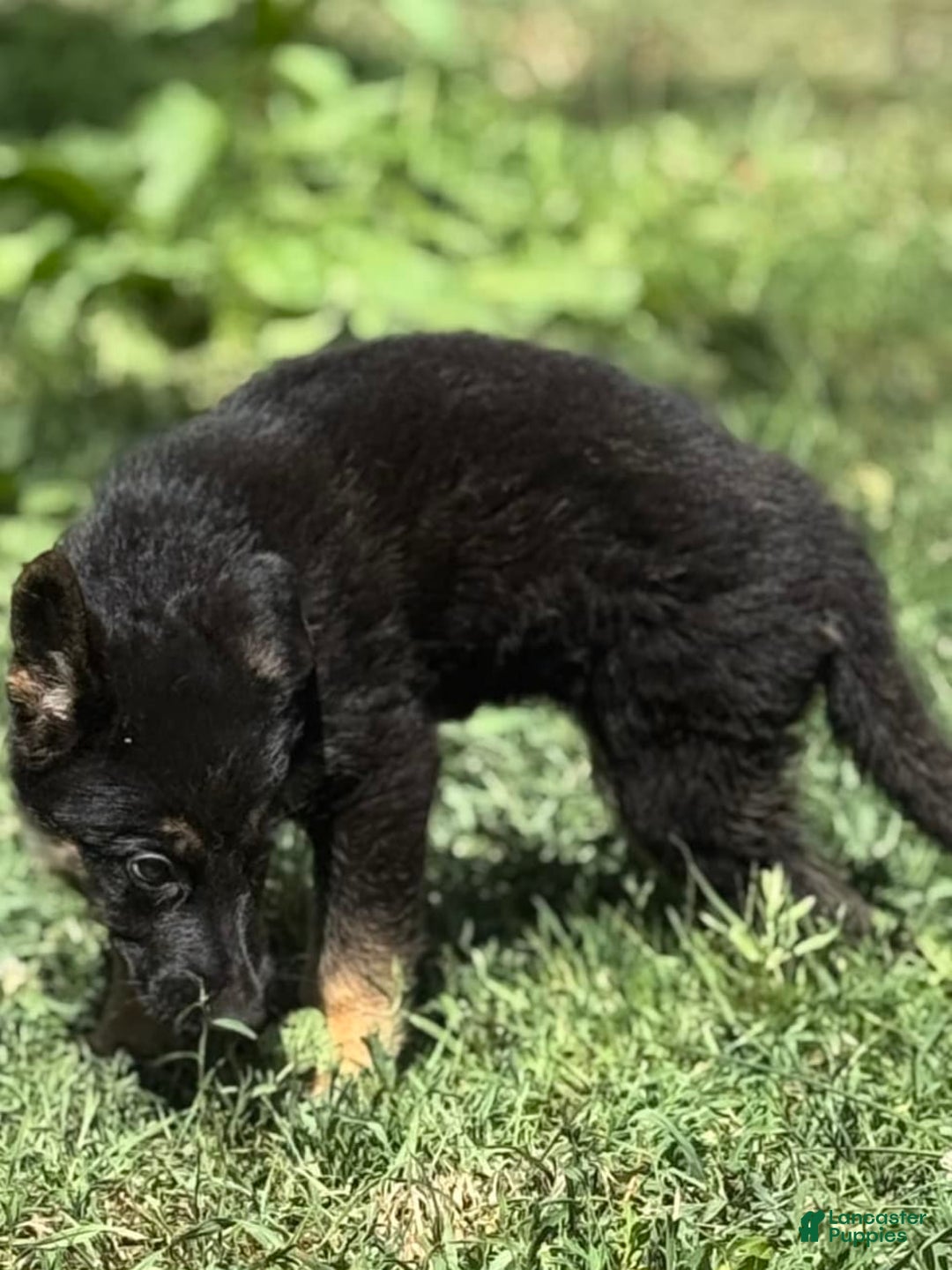 German Shepherd dogs for sale: Lola - Image 2