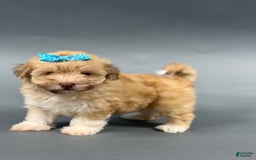 Havanese dogs for sale: OAKLEE - Image 3