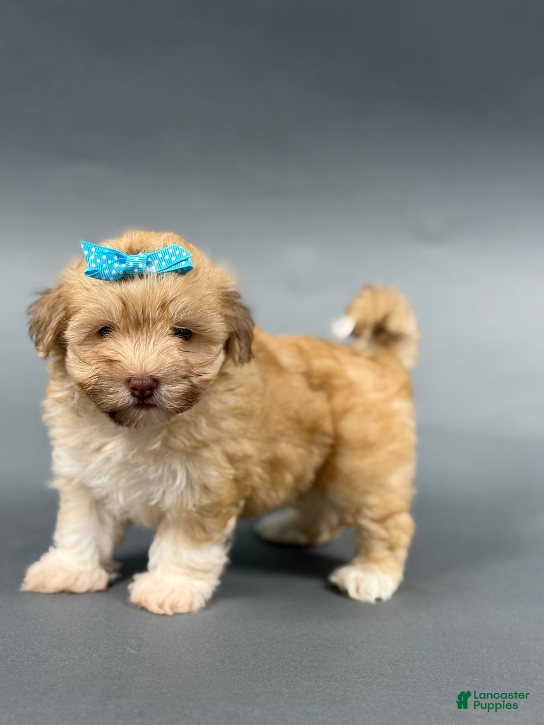 Havanese dogs for sale: OAKLEE - Image 3