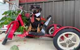 Doberman Pinscher dogs for sale: Micheal - Image 7