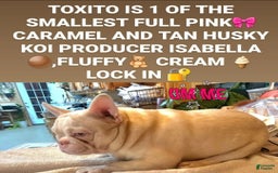 French Bulldog dogs for stud: Husky Koi - Image 3