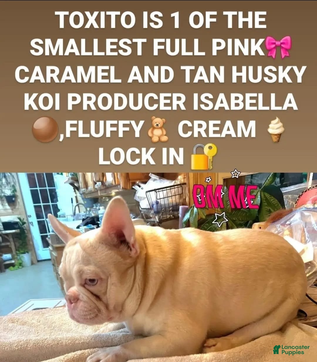 French Bulldog dogs for stud: Husky Koi - Image 3