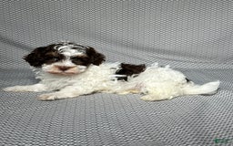 Havapoo dogs for sale: Noah - Image 2