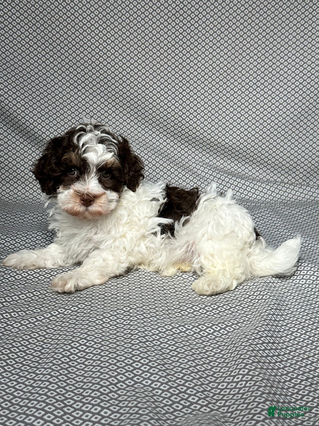 Havapoo dogs for sale: Noah - Image 2