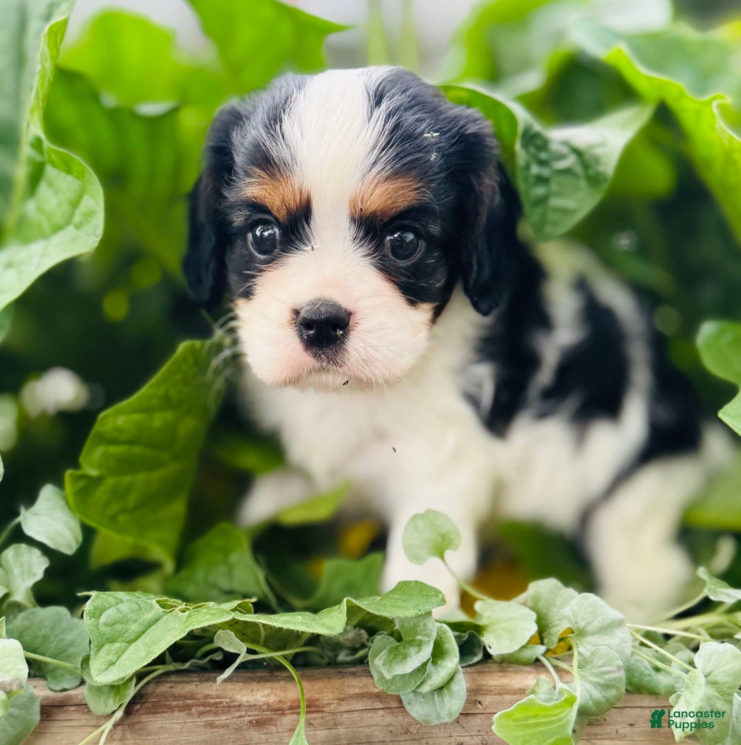 Cavalier King Charles Spaniel dogs for sale: Ryan - Image 4