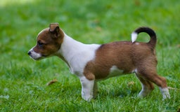 Jack Russell Terrier dogs for sale: Sissy - Image 3