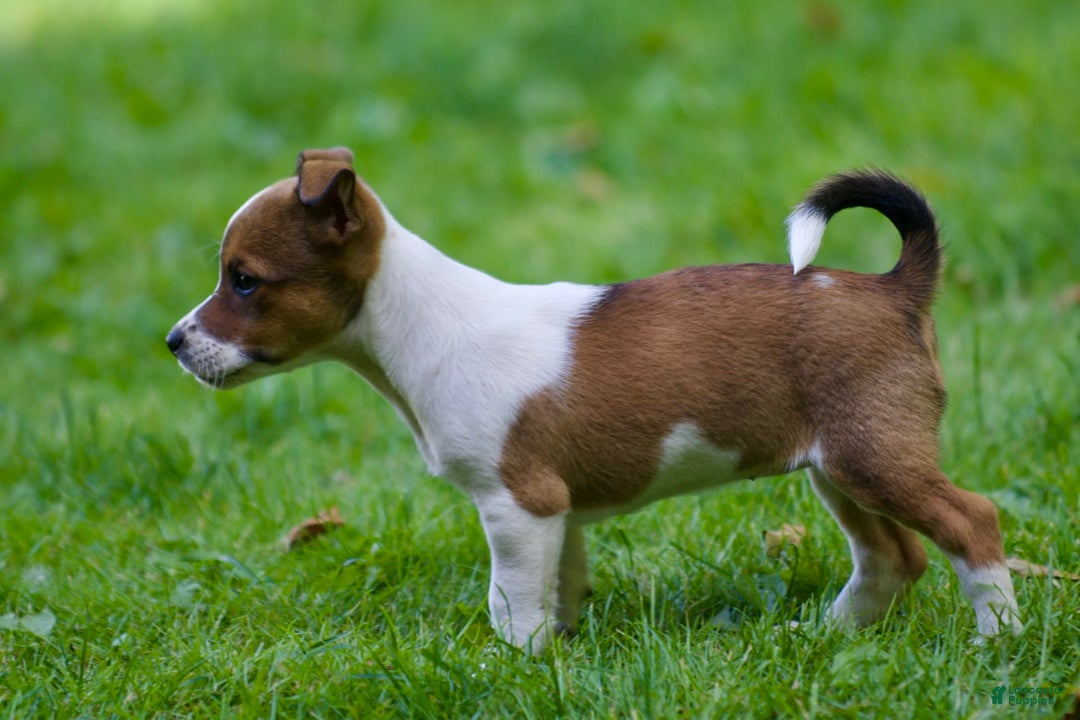Jack Russell Terrier dogs for sale: Sissy - Image 3