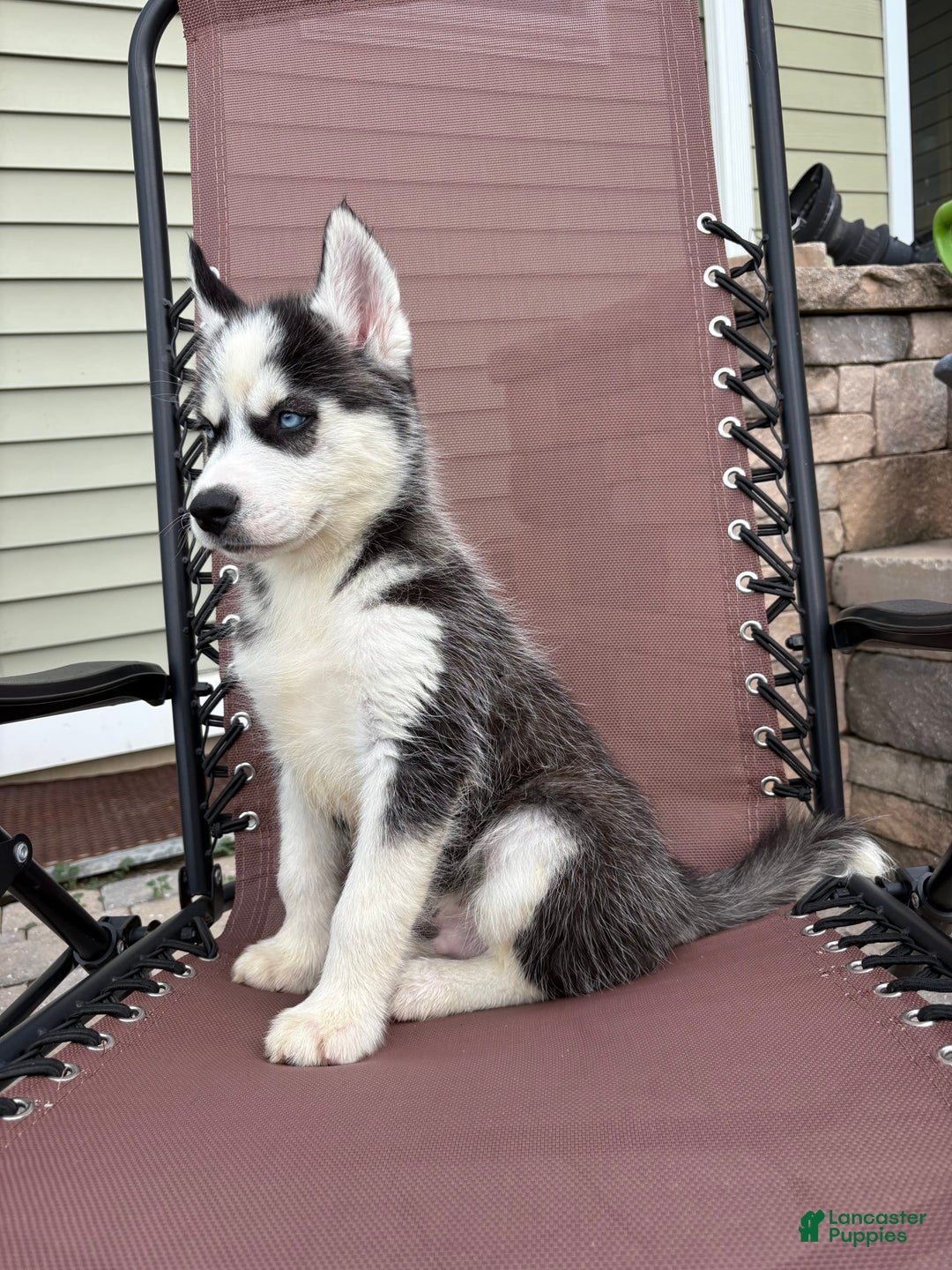 Siberian Husky dogs for sale: Bruno - Image 9