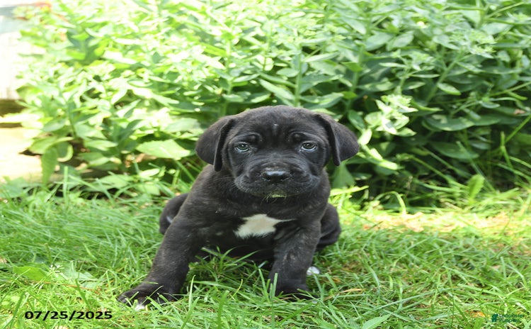 Cane Corso dogs for sale - Ad 2