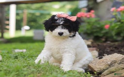 Mini Aussiedoodle dogs for sale: Sparkles - Image 6