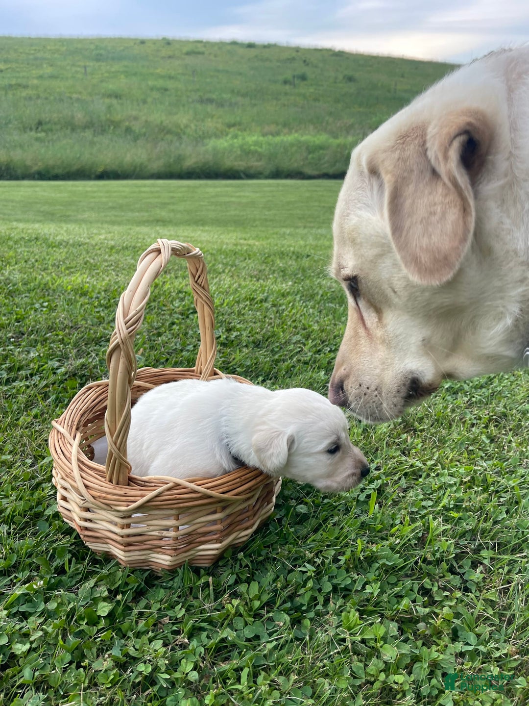 Labradoodle dogs for sale: Jack - Image 3