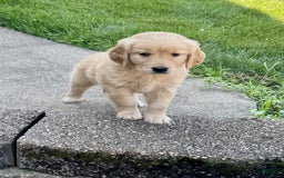 Golden Retriever dogs for sale: Forest - Image 6