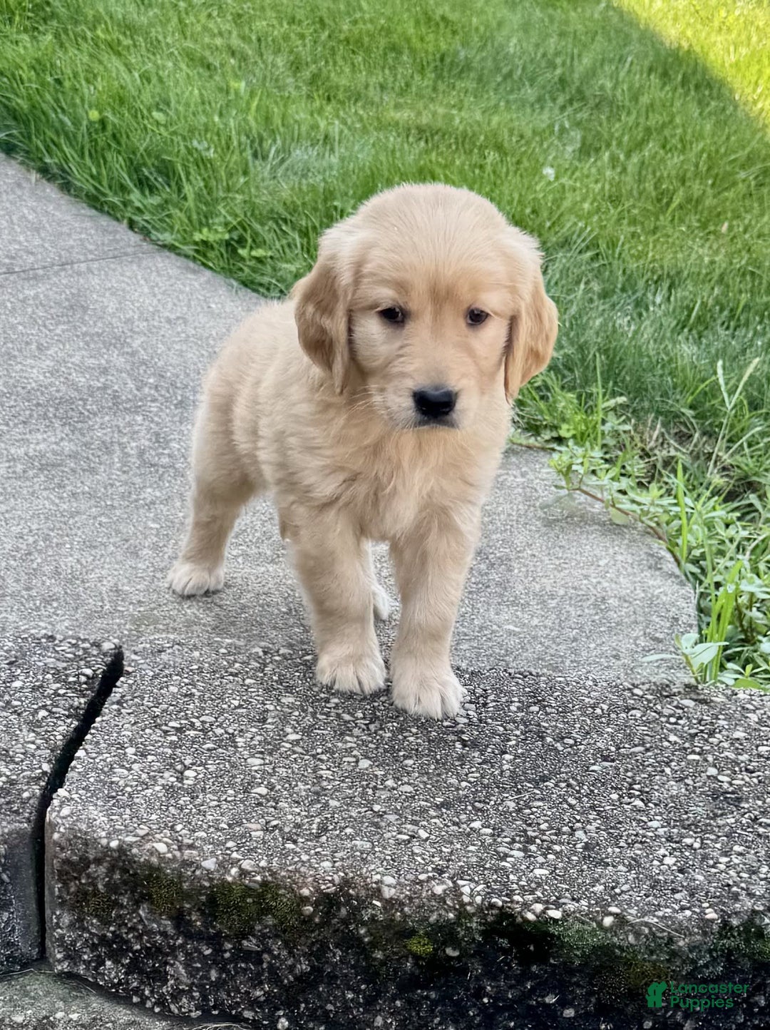 Golden Retriever dogs for sale: Forest - Image 6