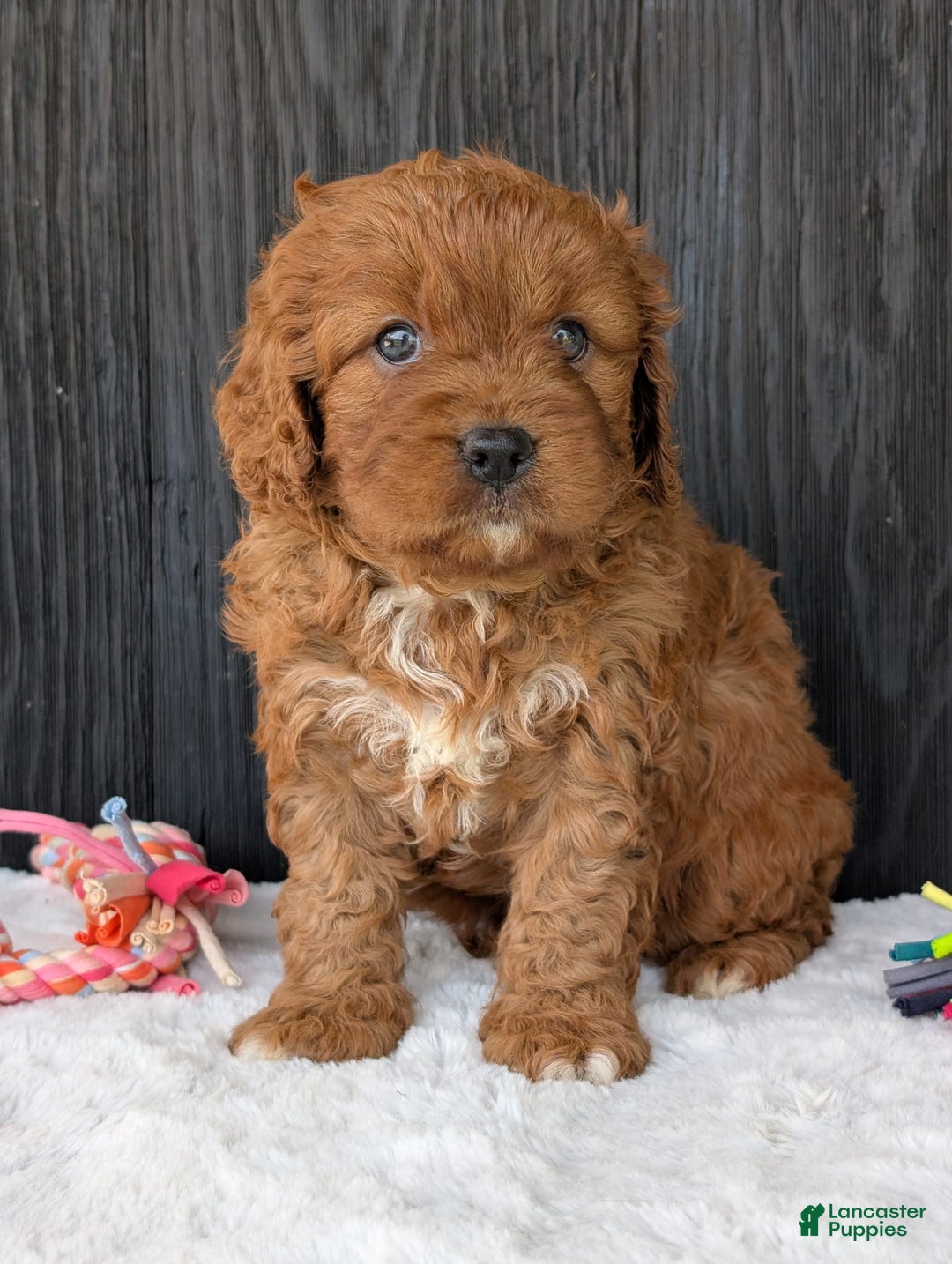 Cavapoo dogs for sale: Toby - Image 5