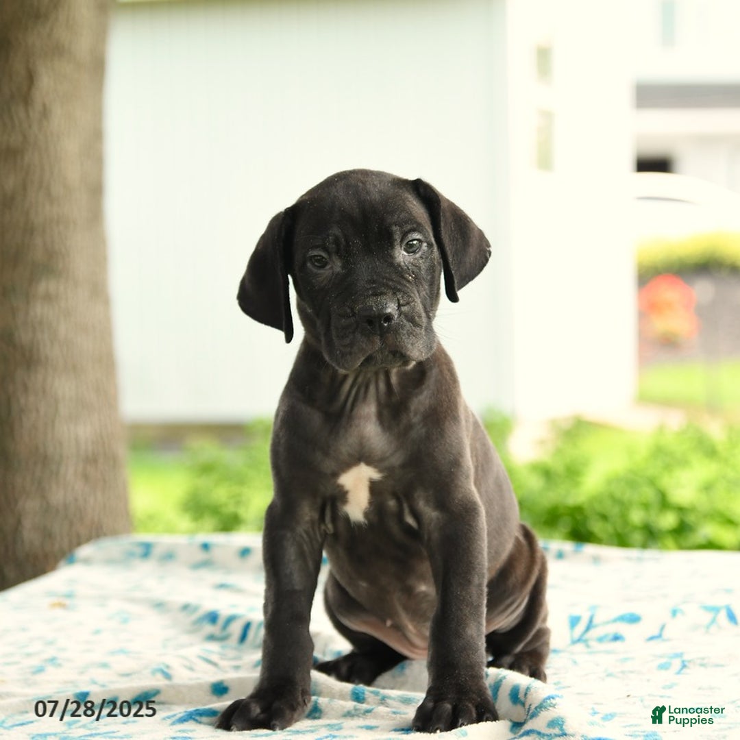 Cane Corso dogs for sale: Hanna - Image 5