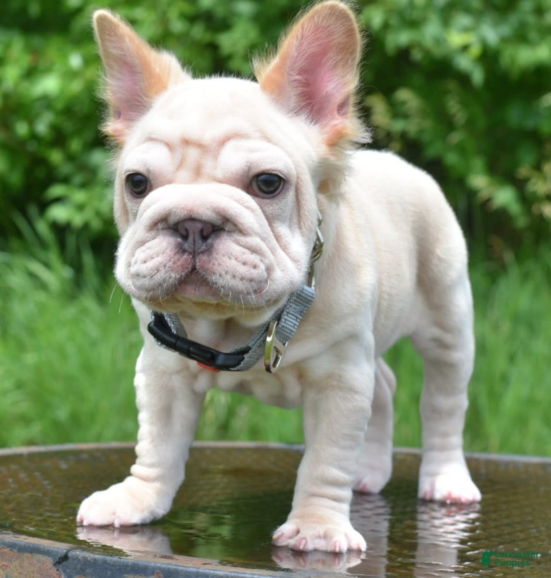French Bulldog dogs for sale: Rayna Big Rope Velvet Fluffy - Image 56