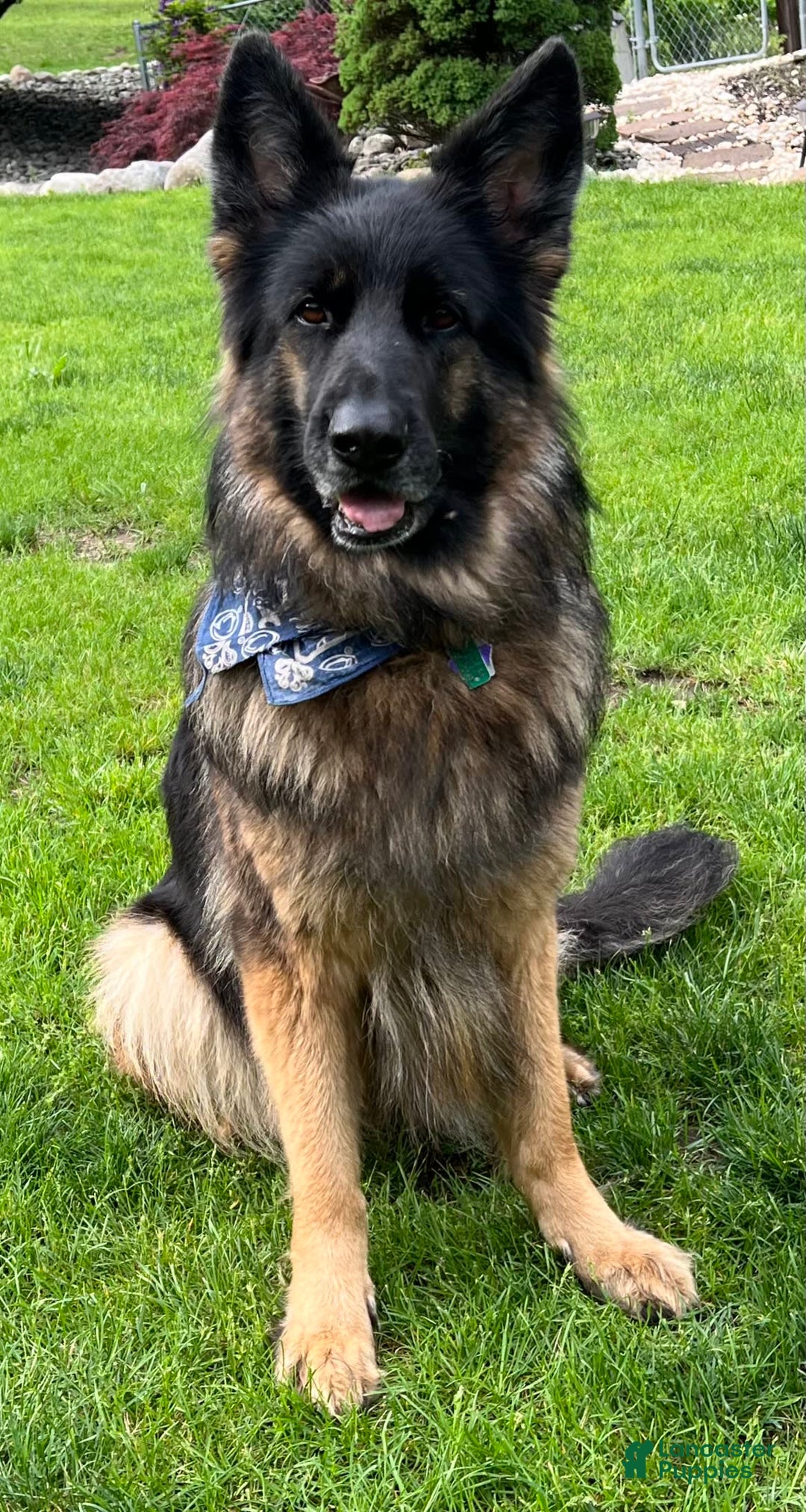 German Shepherd dogs for sale: Boy - Image 26