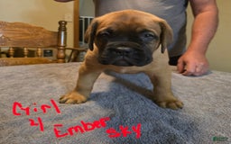 Dogue De Bordeaux dogs for sale: Ember Sky - Image 2