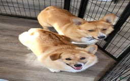 Welsh Corgi Pembroke dogs for sale: Yellow - Image 2
