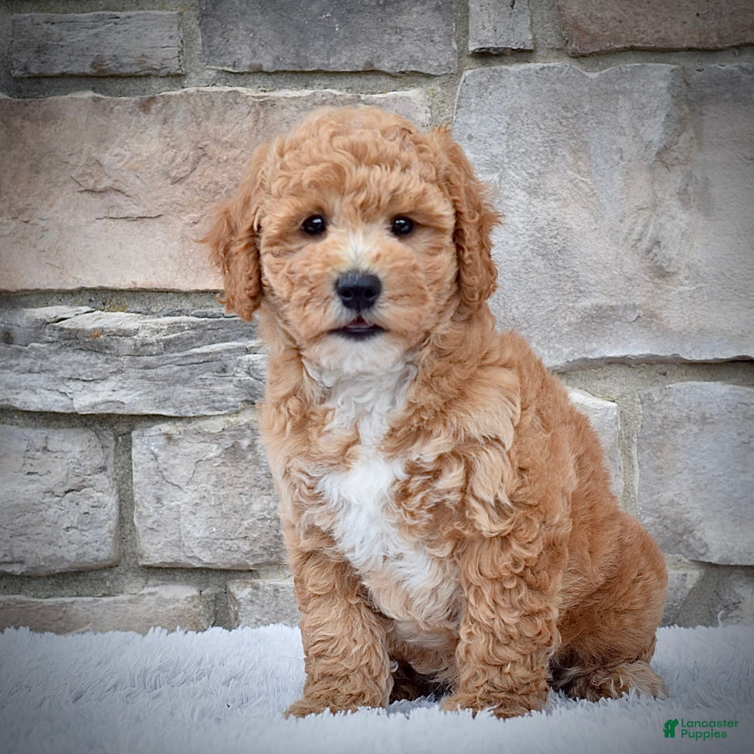 Mini Goldendoodle dogs for sale: Petite Mr. Alex - Image 3