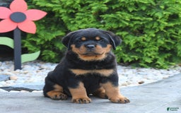 Rottweiler dogs for sale: Roxy - Image 2