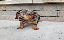 Miniature Dachshund dogs for sale: Sophie - Image 6
