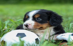 Bernese Mountain Dog dogs for sale: Simon - Image 9