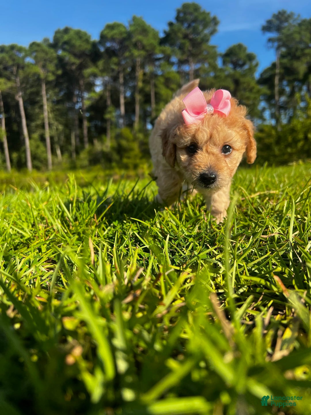 Aussiedoodle dogs for sale: Bella - Image 5