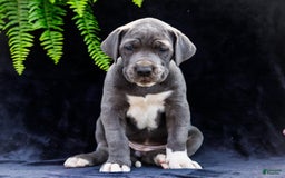 Great Dane dogs for sale: Molly - Image 23