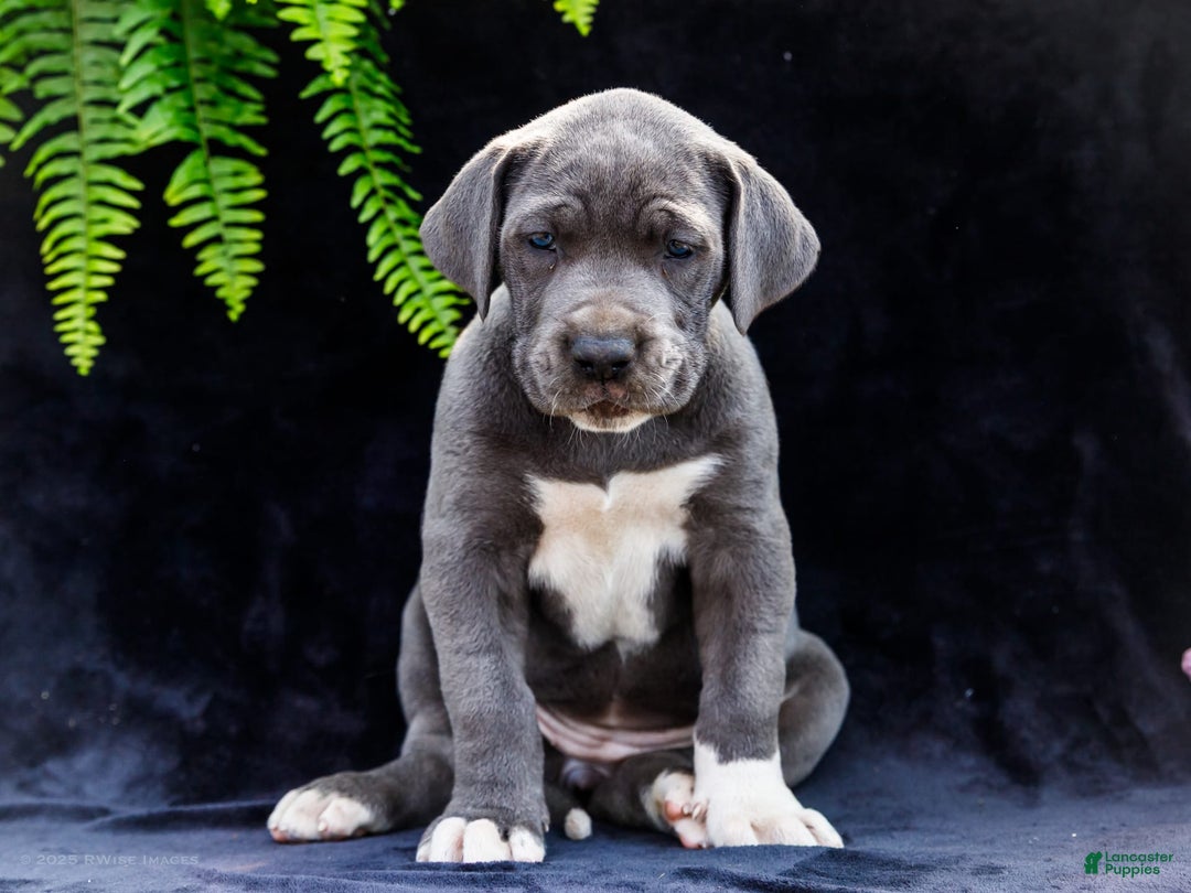 Great Dane dogs for sale: Molly - Image 23