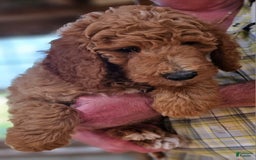 Standard Poodle dogs for sale: Ma Standard - Image 10
