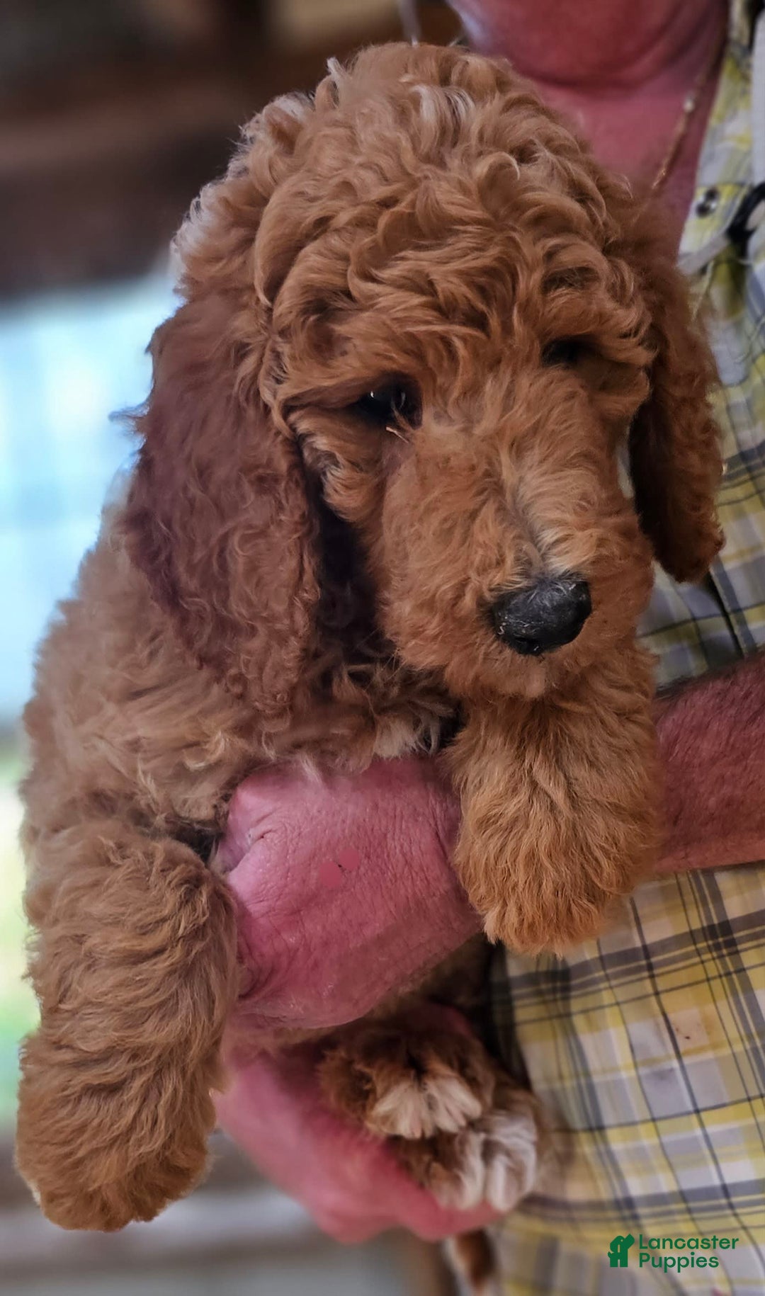 Standard Poodle dogs for sale: Ma Standard - Image 10