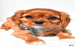 Cavalier King Charles Spaniel dogs for sale: Princess - Image 5