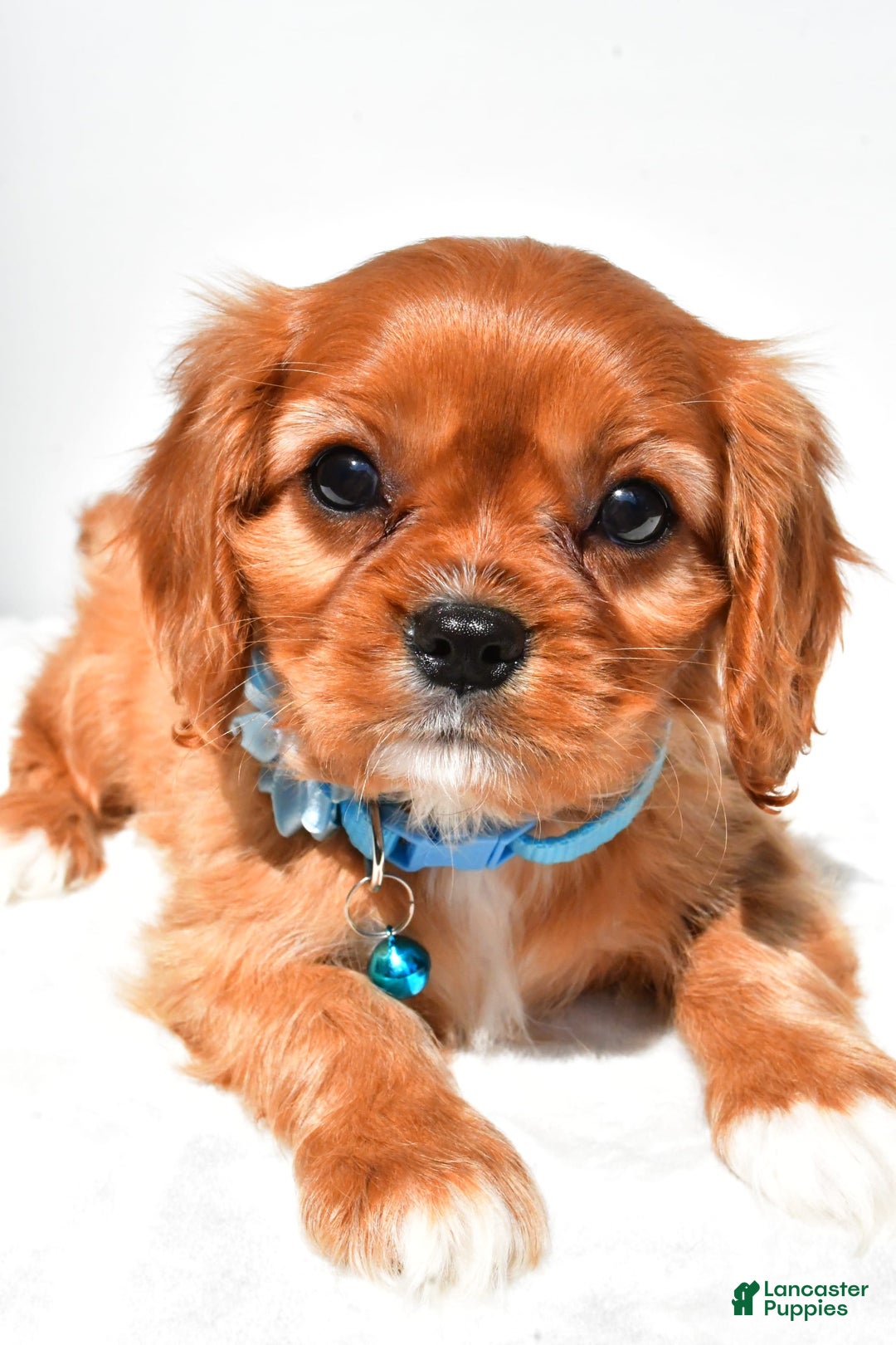 Cavalier King Charles Spaniel dogs for sale: Princess - Image 5