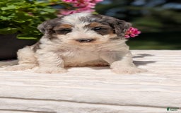 Mini Bernedoodle dogs for sale: Sammy - Image 8