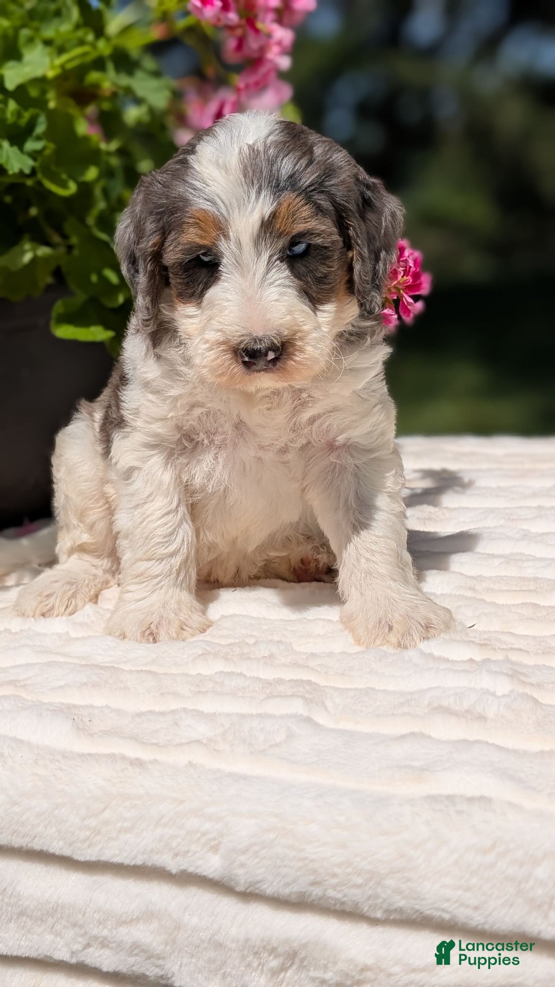 Mini Bernedoodle dogs for sale: Sammy - Image 8