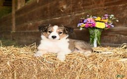 Shetland Sheepdog dogs for sale: Candy - Image 3
